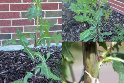The Power of Wild Lettuce Sap: How to Collect, Use, and Benefit from It